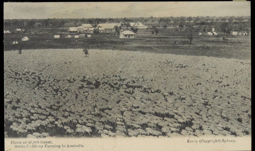 Black and white photograph of a sheep farm. There are farmhouses in the back and lots of sheep.