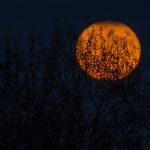 An Orange moon at night