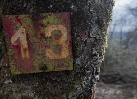 The Number 13 on a Tree