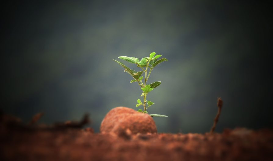 sushobhan-badhai-372964-unsplash