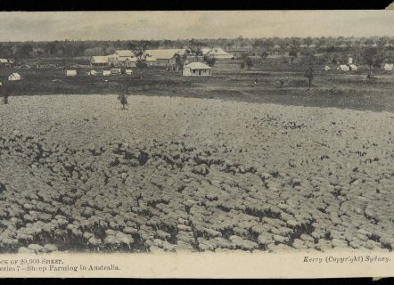 Black and white photograph of a sheep farm. There are farmhouses in the back and lots of sheep.