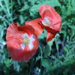 Two red poppies in front of a lot of green leaves