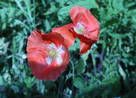 Two red poppies in front of a lot of green leaves