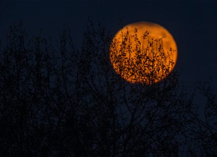 An Orange moon at night