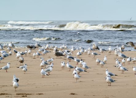 Large group of seagulls at the beach near breaking waves on a winter's day