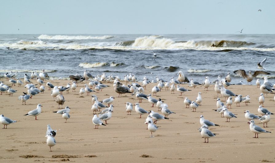 Large group of seagulls at the beach near breaking waves on a winter's day