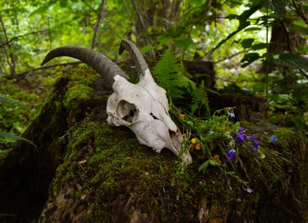 goat skull in forest