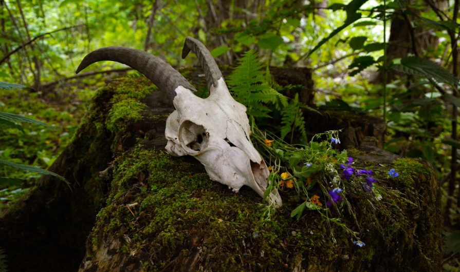 goat skull in forest
